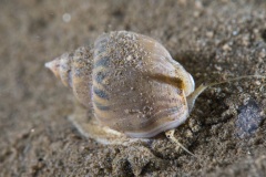 Tritia mutabilis, un cargol de mar