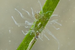 Bunodeopsis strumosa, anèmona