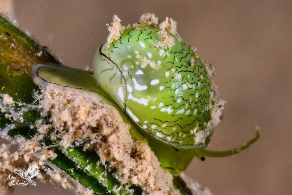 Smaragdia viridis, el petit caragol del gram