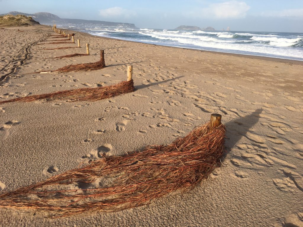 Cymodocea nodosa arrossegada pel temporal a la platja de Pals
