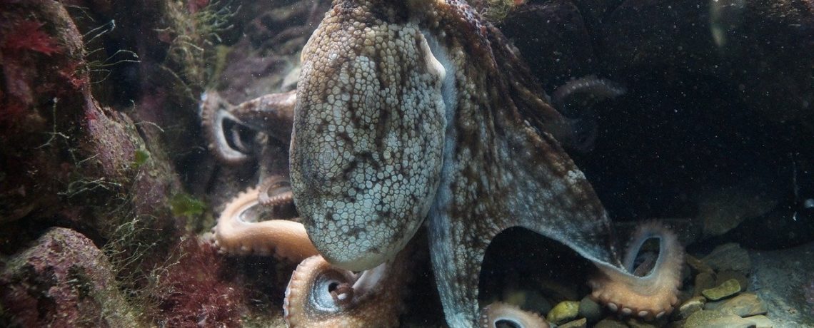 Octopus (pixabay)