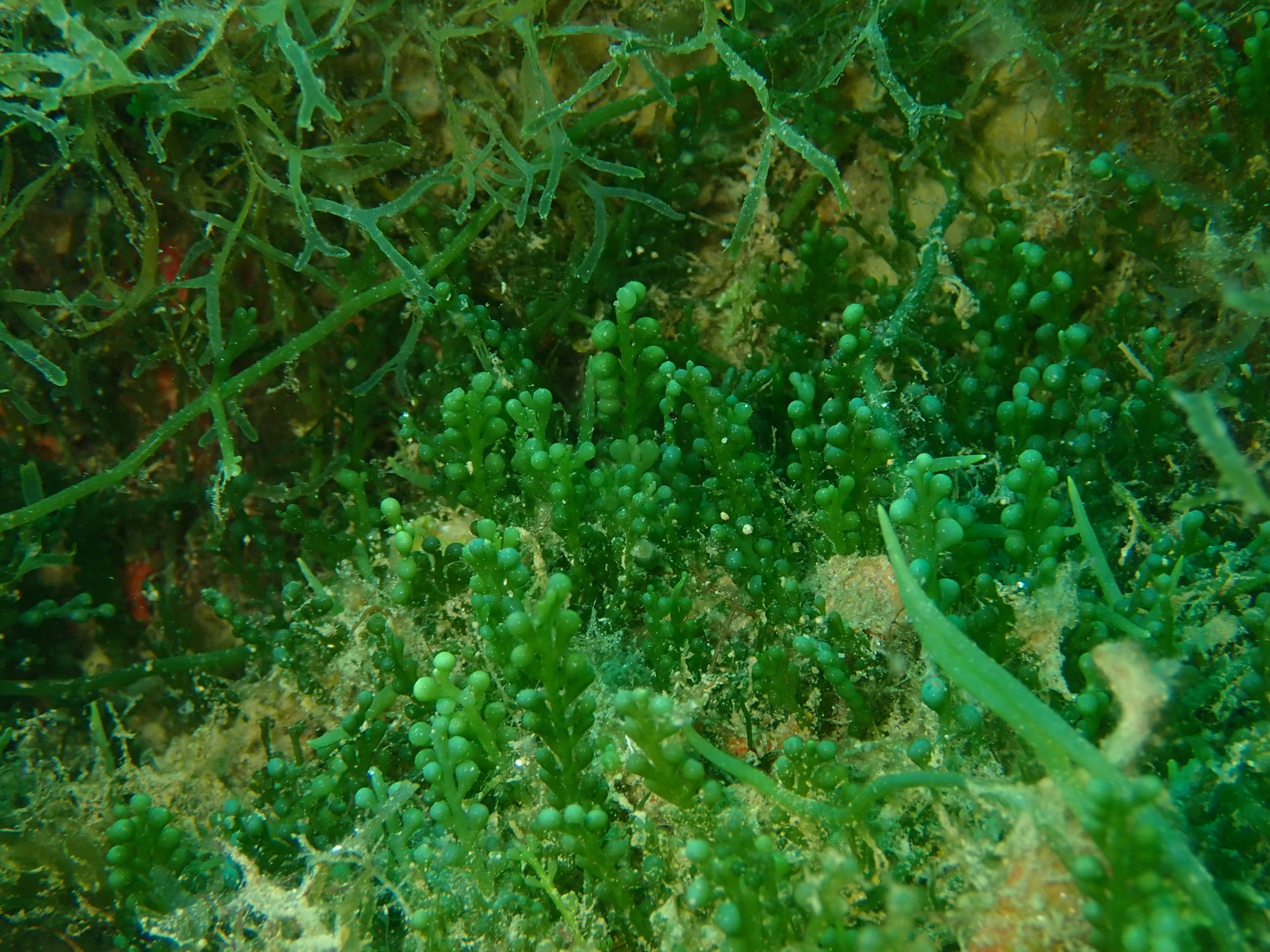 Caulerpa Cylindracea